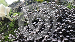 group of funguses