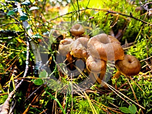 Group of funnel chantarelle yellowfoot winter mushrooms growing in green moss