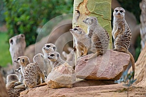 Group of funny cute meerkats