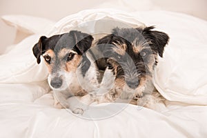 A group of funny dogs are lying and sleeping in a bed. Two small Jack Russell Terrier dog