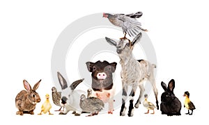 Group of funny farm animals together