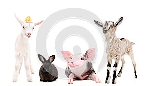 Group of funny farm animals