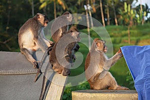 A group of funny monkeys watching a towel in Bali, Indonesia