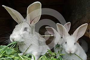 Group of fur domestic rabbits eating fresh grass in hutch on farm