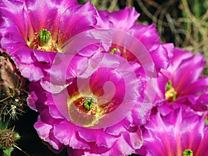 Group of Fuscia Colored Cactus Blooms in the Desert