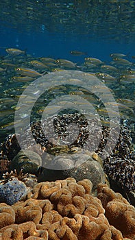 Group of fusilier fish between corals and surface next to the jetty