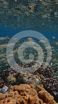 Group of fusilier fish between corals and surface next to the jetty