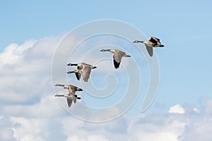 Group or gaggle of Canada Geese Branta canadensis flying