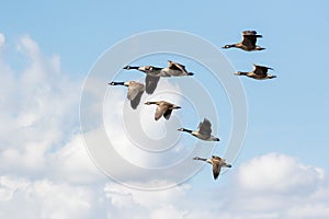 Group or gaggle of Canada Geese Branta canadensis flying