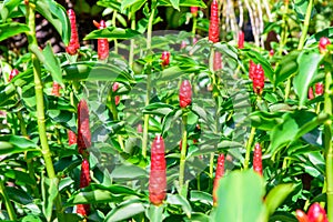 Group of galangal Flower in garden.