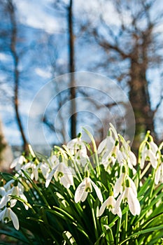 group of the Galanthus nivalis - the snowdrop, spring white flower in the garden