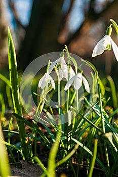 group of the Galanthus nivalis - the snowdrop, spring white flower in the garden