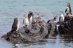 Group of Galapagos Penguin near the Pacific Ocean