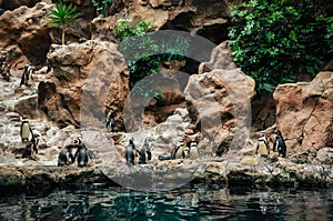 Group of Galapagos Penguin stand on stones