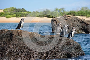 Group of Galapagos penguins on a rock in Santiago Island, Galapagos Island, Ecuador, South America