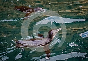 A group of Galapagos penguins surface while fishing - Isla Isabela, Galapagos, Ecuador