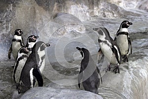 Group of Galapagos penguins in the zoo`s enclosure