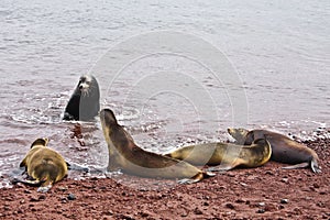 Group of Galapagos sea lions