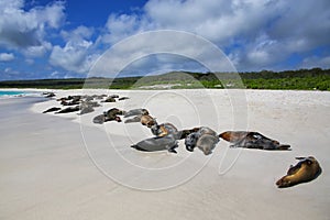 Group of Galapagos sea lions resting on sandy beach in Gardner B