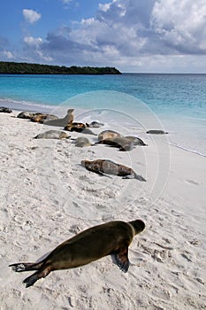 Group of Galapagos sea lions resting on sandy beach in Gardner Bay, Espanola Island, Galapagos National park, Ecuador