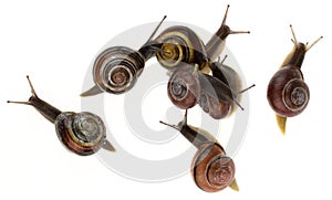 Group of garden snails (Helix aspersa)