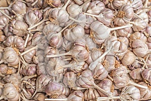 Group of Garlic Cloves and Bulb, Backgroun