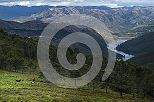 A group of Garranos wild horses with the Alto Lindoso reservoir on the background, at the Peneda Geres National Park