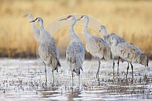 Group gathering of sandhill cranes