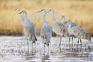 Group gathering of sandhill cranes photo
