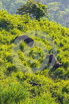 Group of Gaur (Bos gaurus laosiensis)