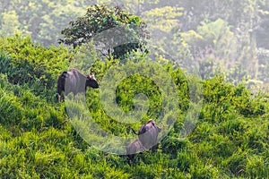 Group of Gaur (Bos gaurus laosiensis)