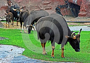 A group of Gaur in rain photo