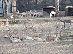 Group of gazelle animals in zoo at AbuDhabi, UAE.