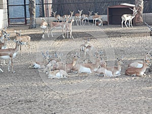 Group of gazelle animals in zoo at AbuDhabi, UAE.