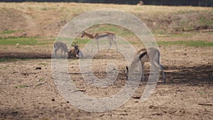 Group of gazelles grazing in the field