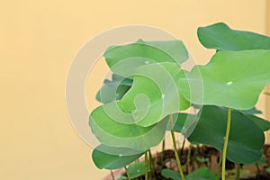 Group of geen lotus leaf on beige color wall, copy space on left