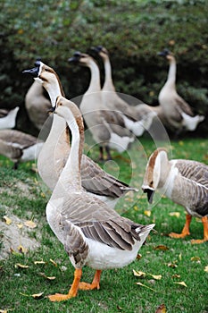 A group of geese