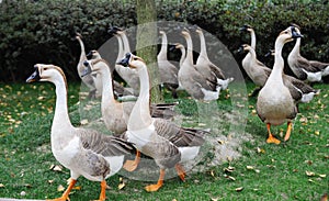 A group of geese