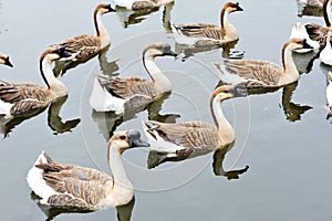 A group of geese