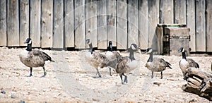 Group of geese