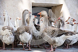 Group of geese