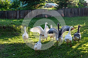 Group of geese and ducks spreading wings quacking near the small pond on summer sunny day. Hunting  and farming birds