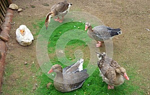 Group of geese on the eco farm outdoors