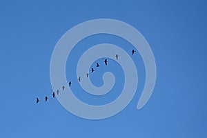 Group of geese in flight - Anatidae