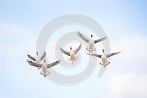 group of geese in flight with open beaks
