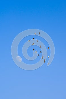 Grupo de gansos volador través de un mes en cielo azul 