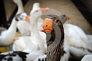 Group of geese