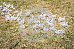 Group of Geese