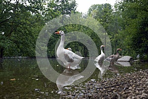 Group of geese