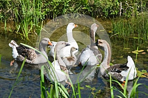 Group of geese in pond